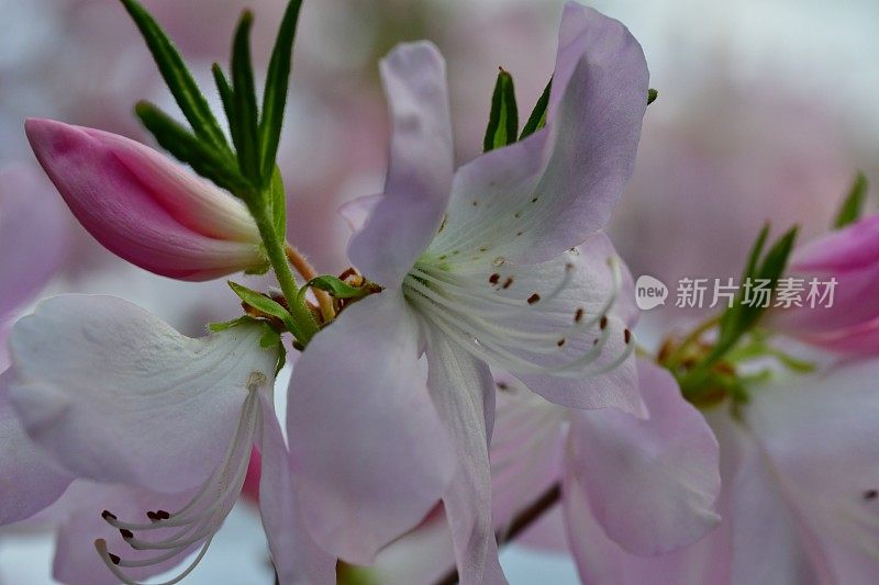 杜鹃花/皇家杜鹃花